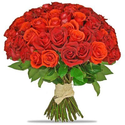 101 Roses Amphitryon