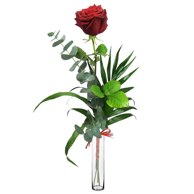 Single rose in a vase