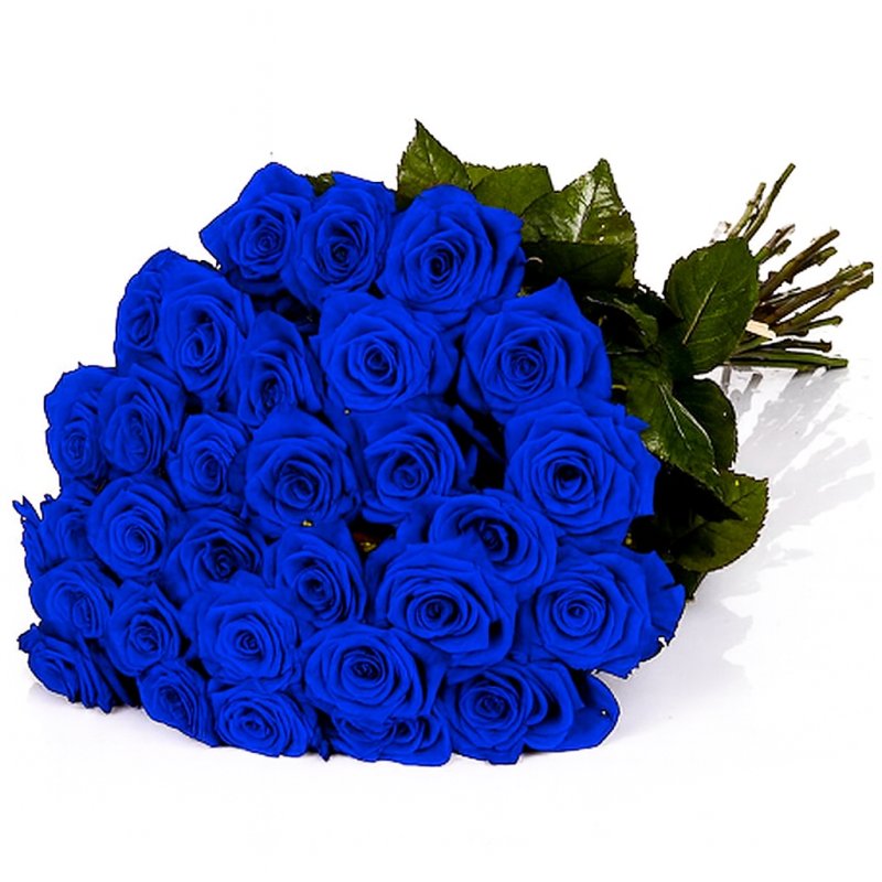 Blue Roses (kawałek)